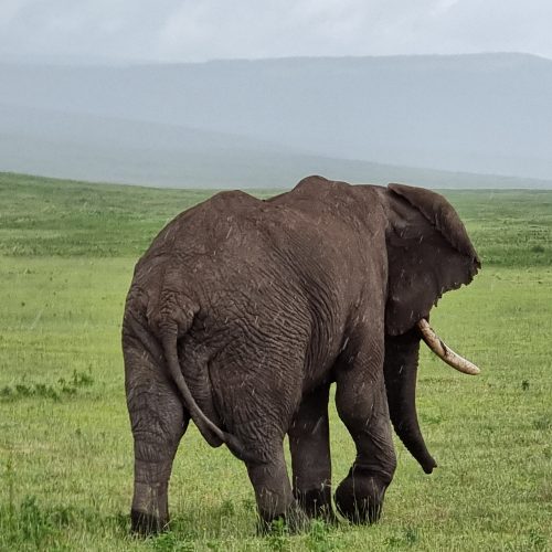 Tarangire National Park