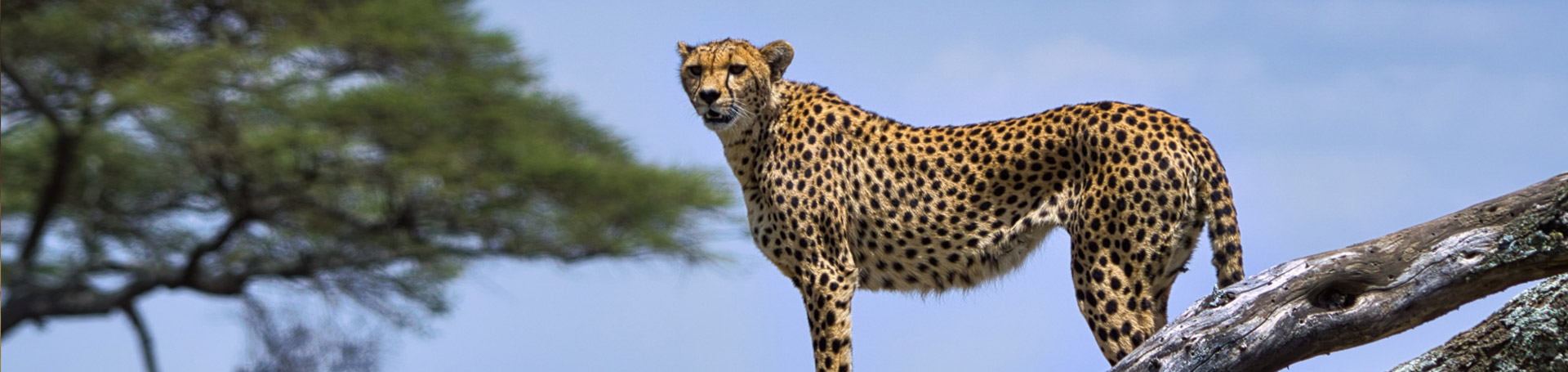 B3-Kenya-11days-Desktop-1920×455