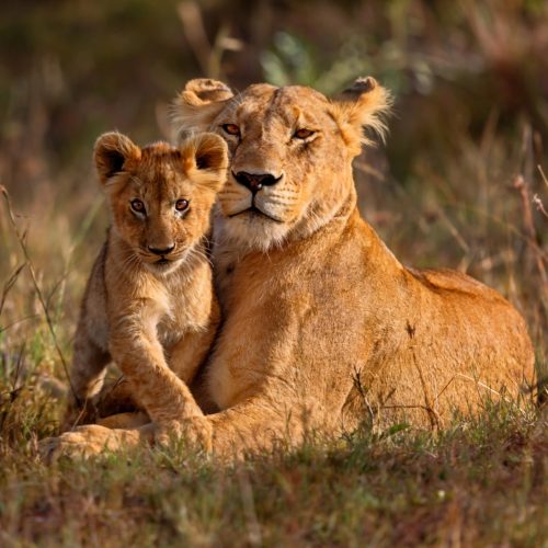 Kenya-e1555939650833-2500×1406 (2)